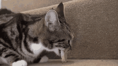 a cat is playing with a mouse on a carpeted staircase .