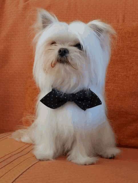 a small white dog wearing a black bow tie looks at the camera
