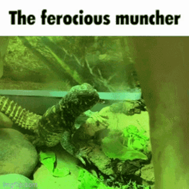 a picture of a lizard with the caption " the ferocious muncher " on it