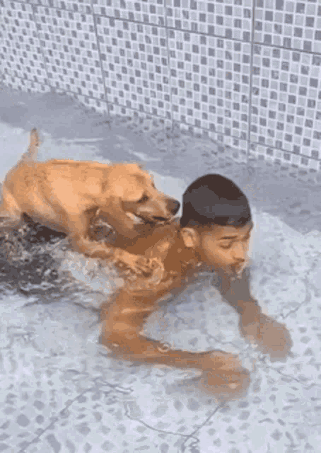 Dog Drowning GIF
