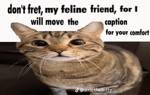 a cat with a caption that says do n't fret my feline friend
