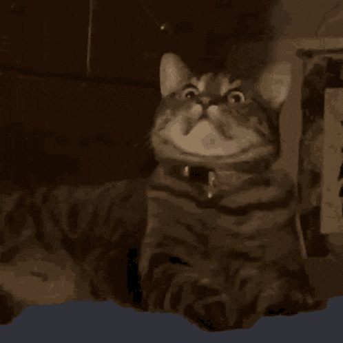 a close up of a cat 's face with a collar on making a funny face .