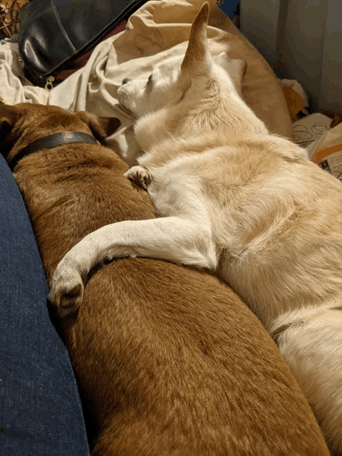two dogs are laying next to each other on a couch with their paws crossed