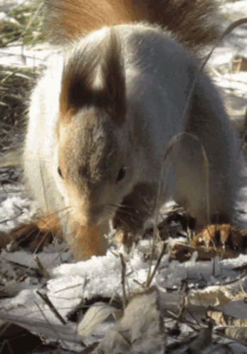 Digging Squirrel GIF - Digging Squirrel Dig GIFs