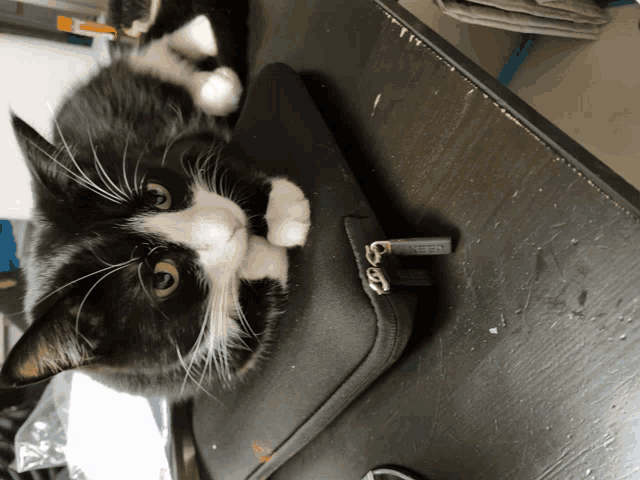 a black and white cat laying on top of a black case with the word inter on it