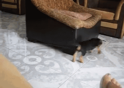 I'M Gonna Get You! GIF - Puppy Dog Chase GIFs