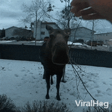 Booping Your Nose Moose GIF - Booping Your Nose Moose Viralhog GIFs
