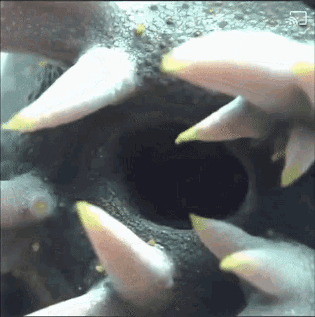 Funny Oof GIF - Funny Oof Sea Plant Thing GIFs
