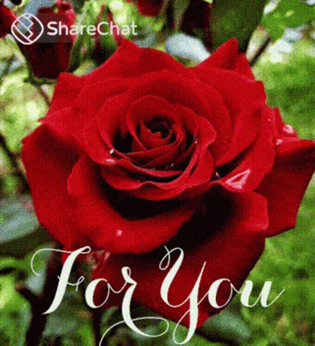 For You गुलाब GIF - For You गुलाब आपकेलिए GIFs