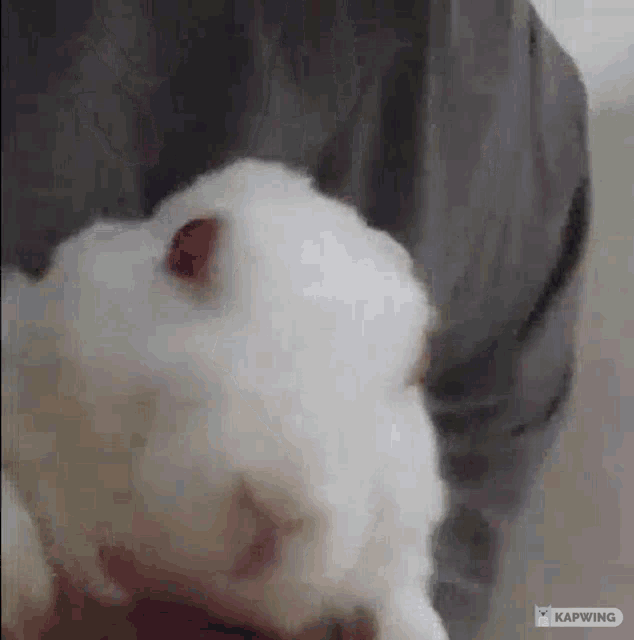 a person is holding a white puppy in their arms and it is looking at the camera .