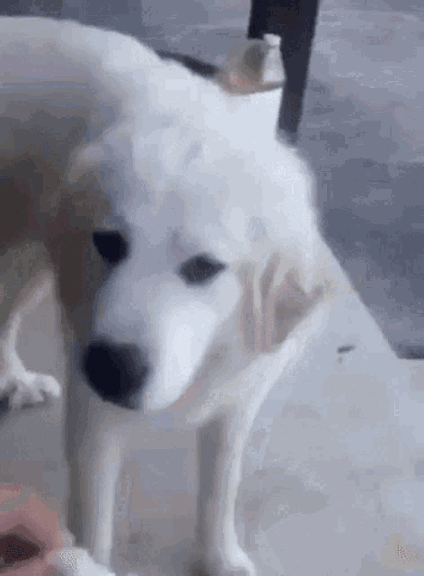 a white dog with a black nose is standing on a sidewalk looking at the camera .