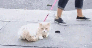 Cat Cats GIF - Cat Cats Dont Wanna Go GIFs