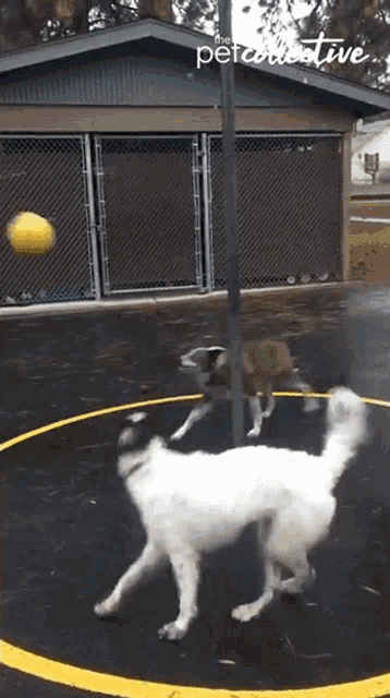 Playing Ball Dogs GIF - Playing Ball Dogs Reaching GIFs