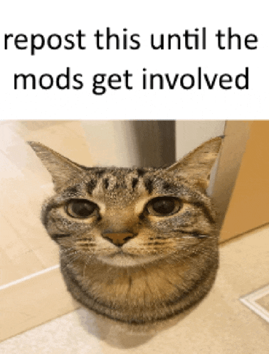 a picture of a cat with the words repost this until the mods get involved