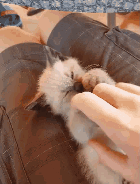 Cat Cute GIF - Cat Cute Killian Krogger GIFs