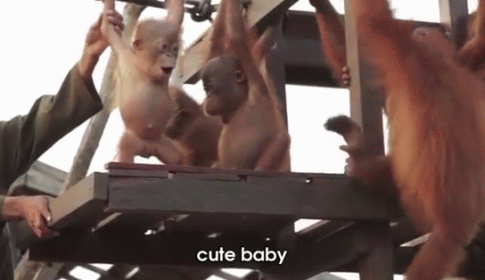 Orangutang Baby - Brought To You By Thedodo.Com GIF - Young Orangutan Baby GIFs