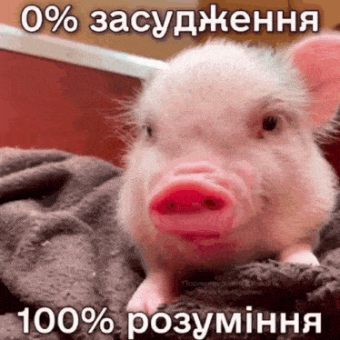 a pig with a pink nose is laying on a blanket with a foreign language caption