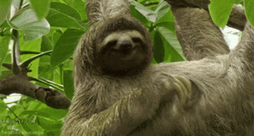 Sloth Animal GIF - Sloth Animal Scratching GIFs