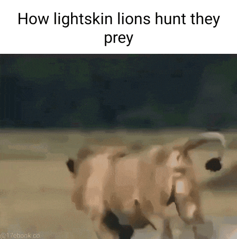a cow is running in a field with the words how lightskin lions hunt they prey