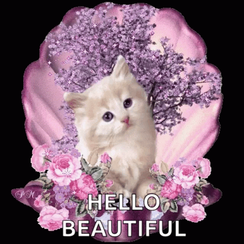 Hello Beautiful Greetings GIF - Hello Beautiful Greetings Cat GIFs