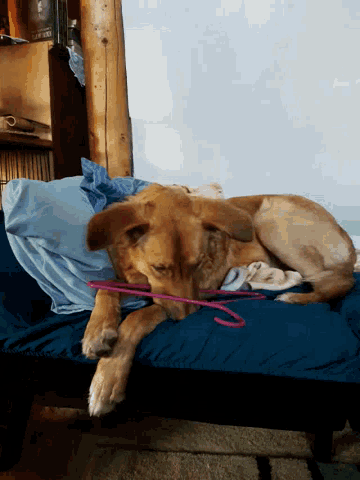 a dog laying on a bed with a pink leash around its neck