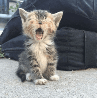 a kitten with its mouth open is sitting next to a black bag