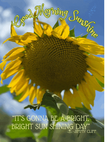 a picture of a sunflower with a quote from jimmy cliff