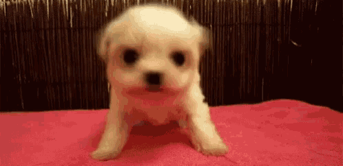 a small white dog is sitting on a pink blanket .