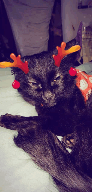 a black cat with reindeer antlers and red bells