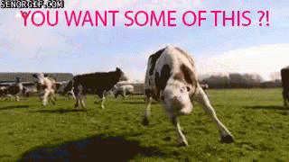 Cow What GIF - Cow What Huh GIFs