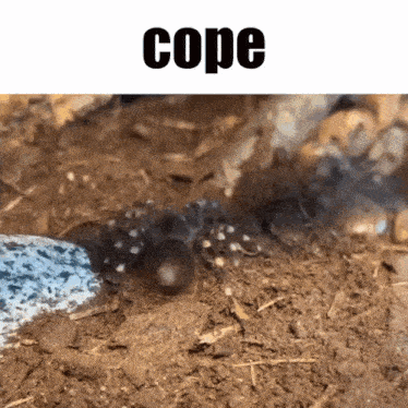 a spider is crawling on a pile of dirt with the caption cope