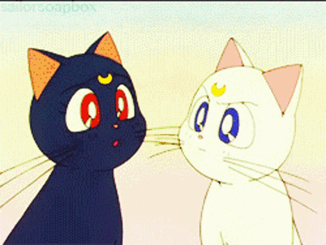 a white cat and a black cat are sitting next to each other in front of a window