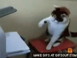 Cat What The Heck GIF - Cat What The Heck Cat Smack GIFs