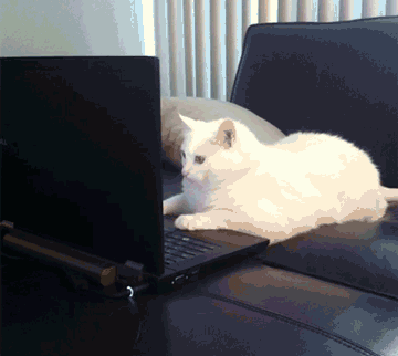A Cat Learns How To Twerk GIF - Twerk Twerking Cat GIFs
