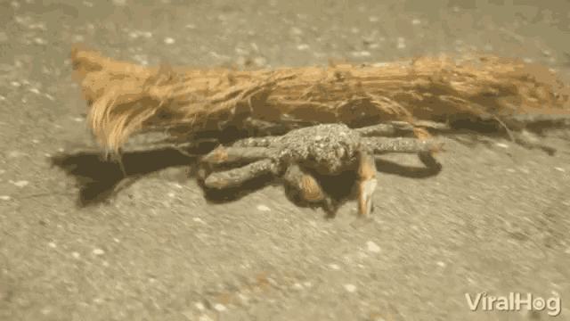 a crab is crawling on a sandy surface with a viralhog logo in the background