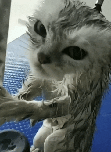 a very wet cat is standing on a blue surface