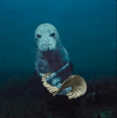a seal is holding a stack of money in the ocean