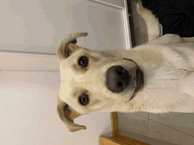 a white dog with brown ears is laying down and looking up at the camera