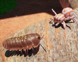 a spider and a bug are standing next to each other on a piece of wood