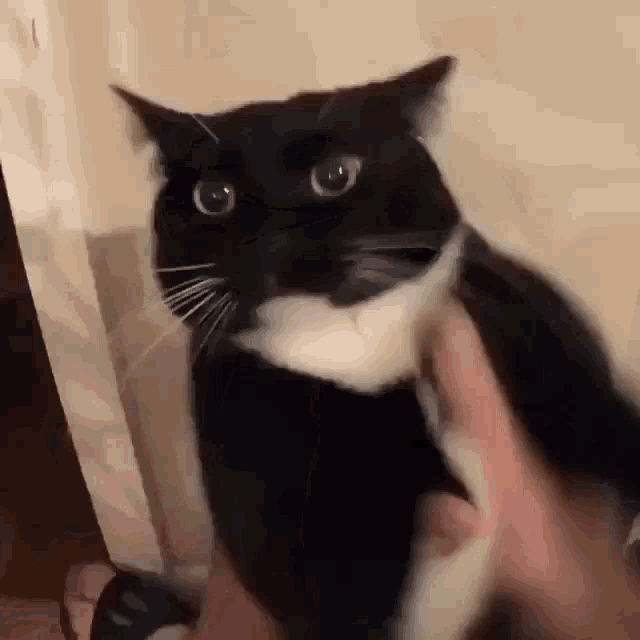 Cat Cat Shake GIF - Cat Cat Shake Cat Funny GIFs