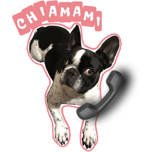 a black and white dog is laying down with a phone in front of a sign that says " chiamami "