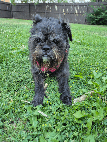 a small black dog wearing a pink collar stands in the grass