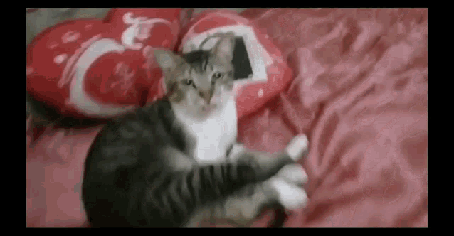 a cat is laying on a bed next to a red heart shaped pillow .