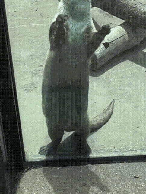 otter-excited-otter.gif