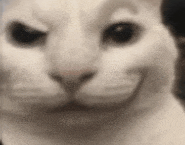 a close up of a white cat making a face .