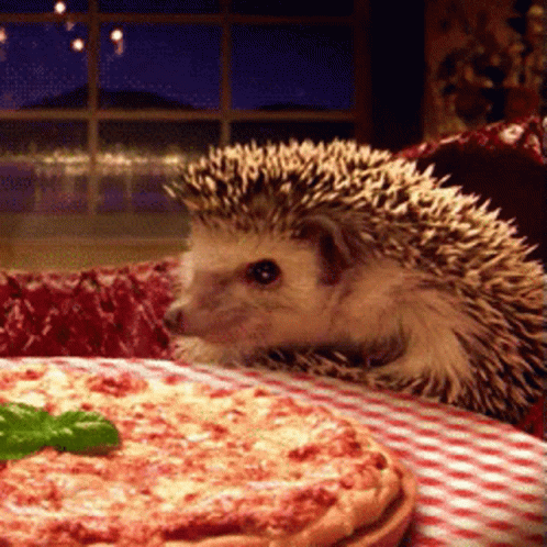 Hedghehog Hedghehog Pizza GIF - Hedghehog Hedghehog Pizza Pizza GIFs
