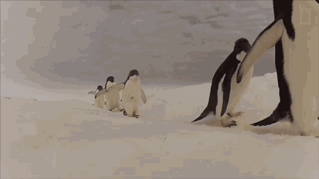 Nearly Six Million Penguins Were Estimated In A New Study National Geographic GIF - Nearly Six Million Penguins Were Estimated In A New Study National Geographic Adelie Penguin Numbers Have Marched Upward GIFs