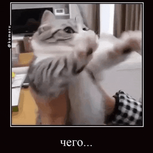 a cat is playing with a person 's arm and reaching up towards the camera .