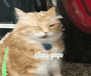 a close up of a cat with a blue collar that says edam ympo on it