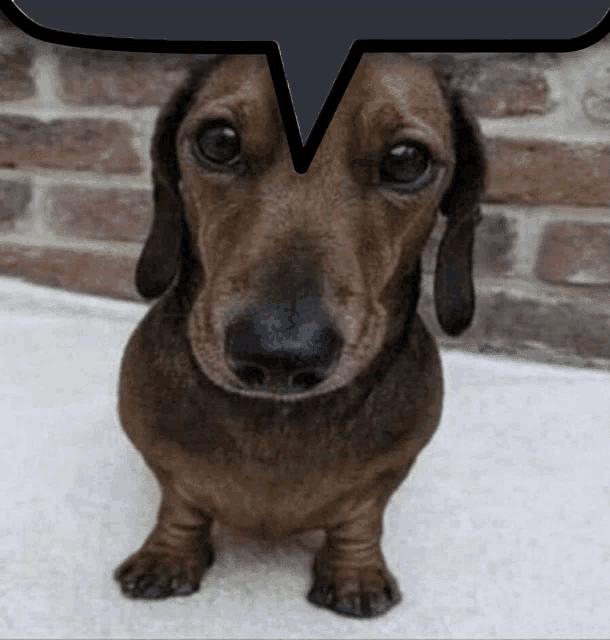 a dachshund with a speech bubble above it
